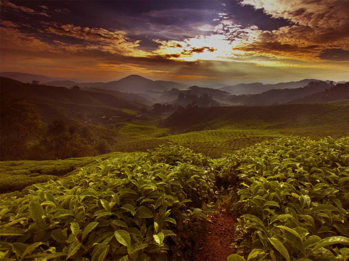 Coffee Farm Background Image - Caffè di Artisan